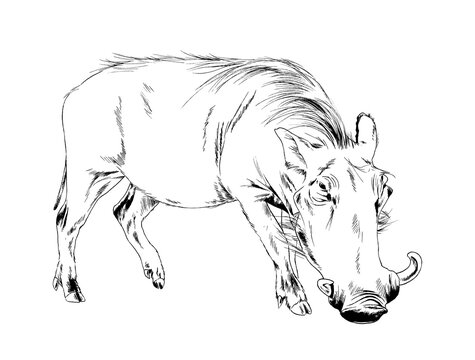 big warthog, african pig, full-length hand-drawn