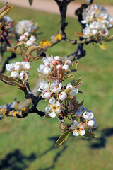 Pear blossom in Derbyshire England
