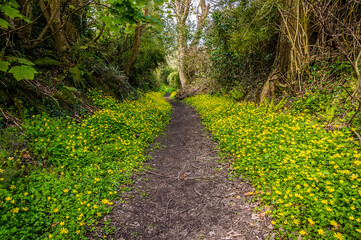 A view primroses beside a lane in Saundersfoot, South Wales on a sunny day