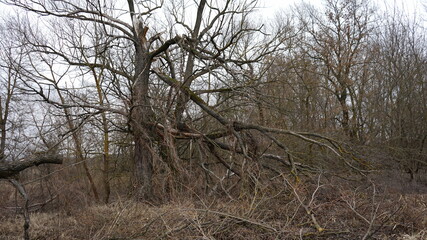 Trees on the field