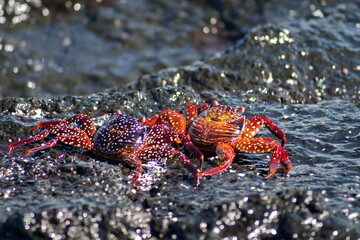 Sally lightfoot crabs on lava rock at Punta Espinoza, Fernandina Island, Galapagos, Ecuador