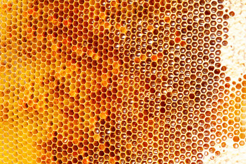 Bee honeycombs with honey, as background for design