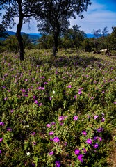 Fototapeta premium flowers in the park