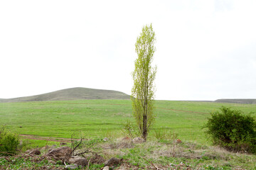lonely poplar on a green hill background