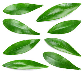 Citrus leaves on white. Orange, lemon, lime, tangerine leaf isolated. Leaf set top view. Leaves...