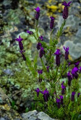Obraz premium flowers in the garden