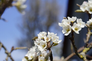 Kirschblüten einer Hauskirsche