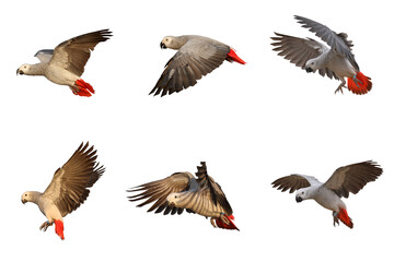 Set of african gray parrot isolated on white.