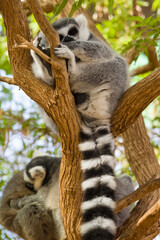 lemur on the canary islands