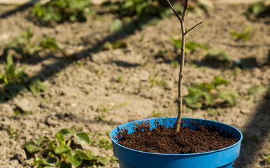 seedling in the ground in a flower-pot