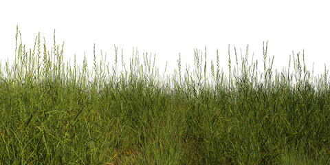 Grasausschnitt auf weißem Hintergrund