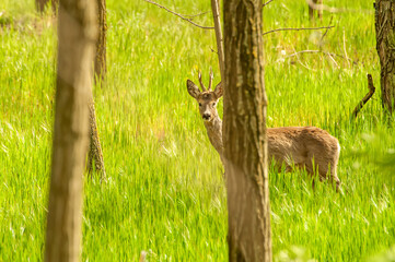 View on a roe deer in the forest