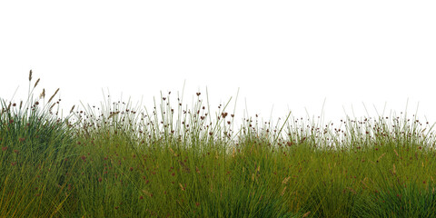 grass cutout on a white background