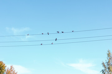 birds on wire