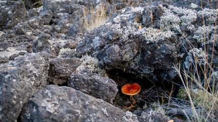 Amanita muscaria  bajo piedra volcanica