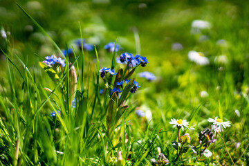 Spring flowers in European garden