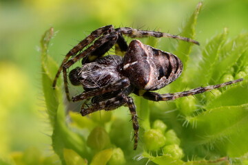 araignée épeire à bosses