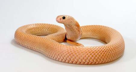 Chinesische Kobra // Chinese cobra, Taiwan cobra (Naja atra)