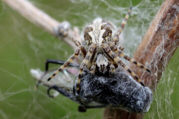 araignée épeire feuille de chêne enveloppant sa proie