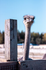 ostrich looking at the camera
