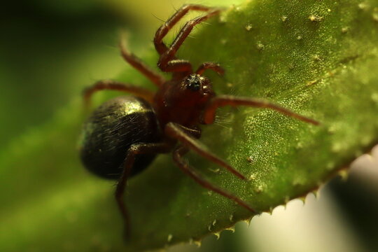 araignée linyphiidae sur feuille verte