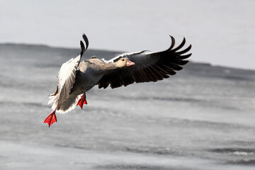 greylag goose