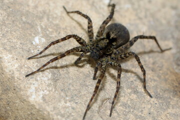 araignée loup pardosa amentata sur une pierre