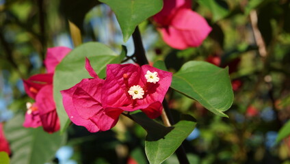 Bougainville