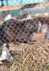 close up of a cage