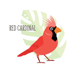 Vector cartoon tropical bird isolated on white background, Red cardinal. Bird sticker. Flat illustration.