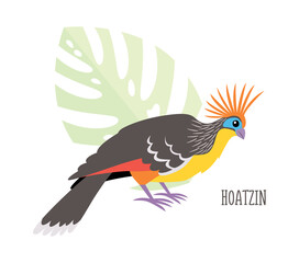 Vector cartoon tropical bird isolated on white background, hoatzin. Bird sticker. Flat illustration.