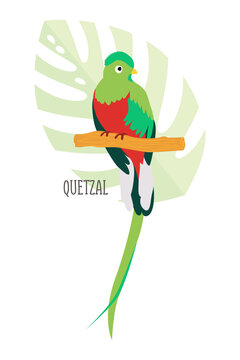 Vector cartoon tropical bird isolated on white background, quetzal. Bird sticker. Flat illustration.