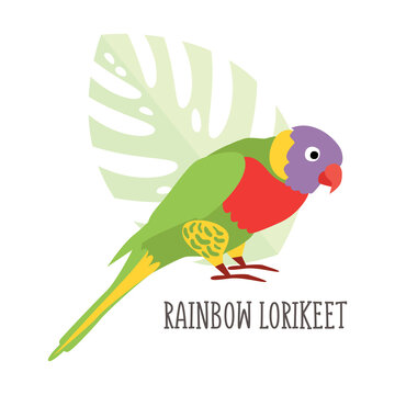 Vector cartoon tropical bird isolated on white background, Rainbow lorikeet. Bird sticker. Flat illustration.