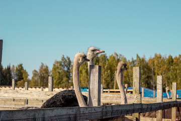 Fototapeta premium wooden bridge over the river