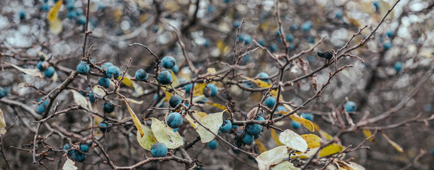 Ripe sloe berries with green leaves on bush branches in the autumn