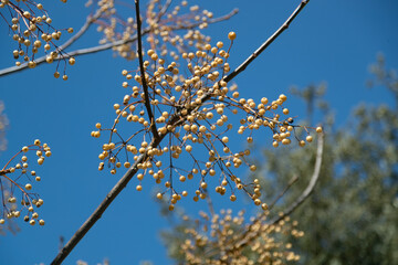 Low angle shot of blooming Chinaberry trees in spring