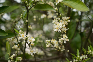 Fototapeta premium The orange blossom, citron blooming