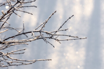 Fototapeta na wymiar Brown branches covered with white fluffy snow are in winter day