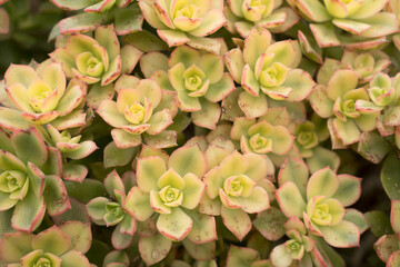 Growing succulents in a plant greenhouse