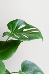 Monstera or Swiss Cheese plant on a gray background. Monstera in a modern interior. Interior Design. Minimalism concept.