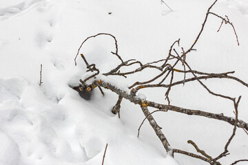 Strange tree branch in snow