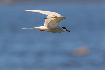Obraz premium Tern flying over the lake