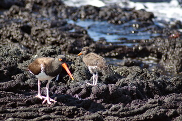 American oystercatcher (Haematopus palliates) with a chick by a tidal pool at Punta Espinoza,...