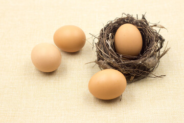 eggs in a nest