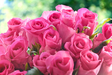 bouquet of beautiful pink roses with blurred background
