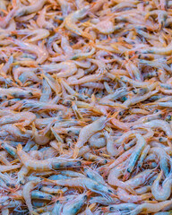 Shrimps on Sale, Dimotiki Agora Market, Athens