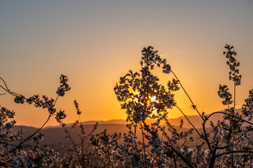 Obraz premium sunset behinde cherry blossoms