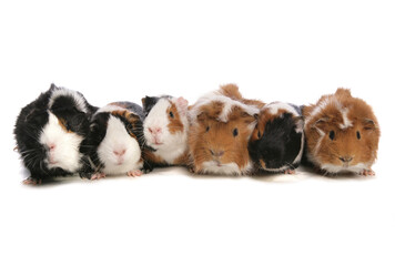 Guinea Pigs Portraite