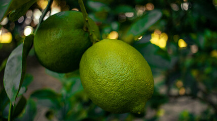 Limões Limonada