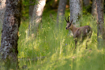 Forest and chamois in the vosges